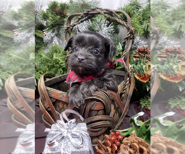 Medium Photo #2 Shorkie Tzu Puppy For Sale in SELLERSBURG, IN, USA