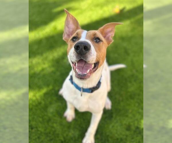 Medium Photo #2 American Pit Bull Terrier Puppy For Sale in Chula Vista, CA, USA