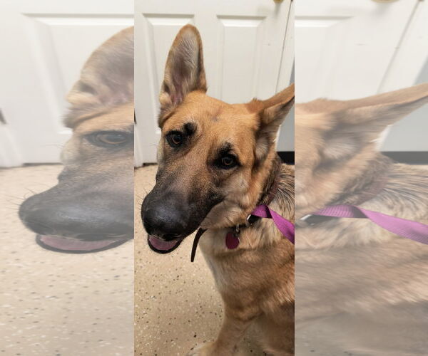 Medium Photo #3 German Shepherd Dog Puppy For Sale in Kansas City, MO, USA