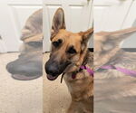 Small #2 German Shepherd Dog