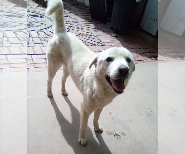 Medium Photo #1 Mutt Puppy For Sale in Apple Valley, CA, USA