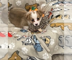 Pembroke Welsh Corgi Puppy for sale in GUTHRIE, KY, USA