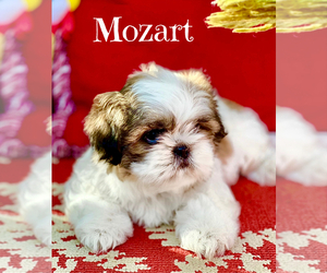 Shih Tzu Puppy for sale in SUGAR HILL, GA, USA