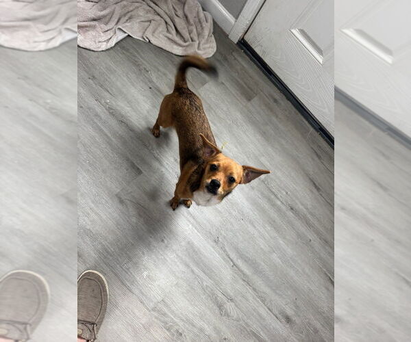 Medium Photo #5 Chihuahua Puppy For Sale in Oak Bluffs, MA, USA