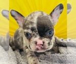 Image preview for Ad Listing. Nickname: Dottie