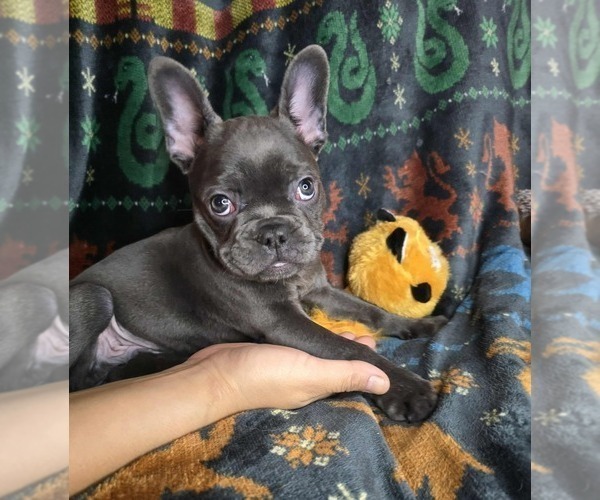 Medium Photo #8 French Bulldog Puppy For Sale in GRAND FORKS, ND, USA