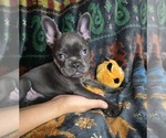 Small #7 French Bulldog