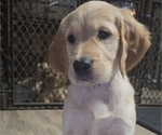 Puppy Light Grey Golden Irish-Golden Retriever Mix
