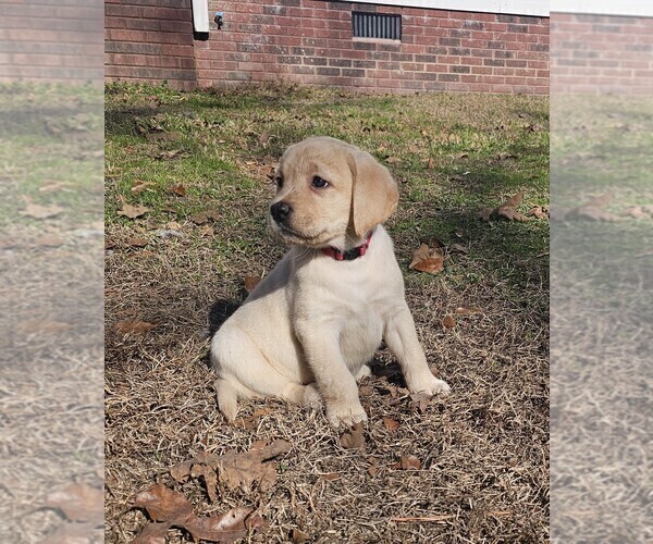 Medium Photo #2 Labrador Retriever Puppy For Sale in GABLE, SC, USA
