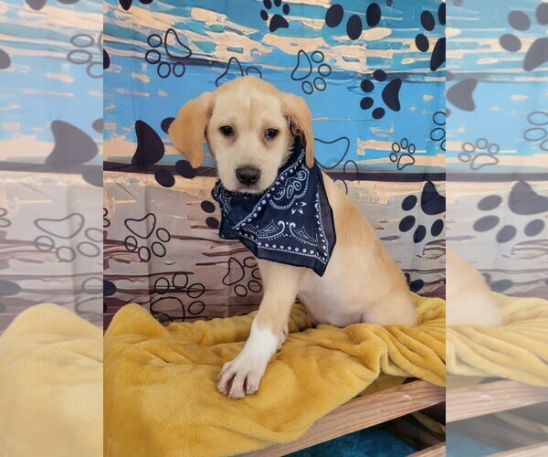 Medium Photo #1 Labrador Retriever-Retriever  Mix Puppy For Sale in Mt. Laurel, NJ, USA