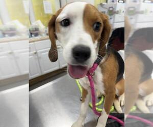 Beagle Dogs for adoption in Forestville, MD, USA