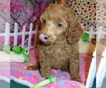 Small Photo #3 Poodle (Standard) Puppy For Sale in CLATSKANIE, OR, USA