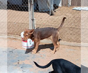 Skywalker - Male Australian Kelpie Dog for Adoption - Photo #6