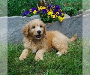 Goldendoodle-Poodle (Miniature) Mix Puppy for sale in FORT PLAIN, NY, USA