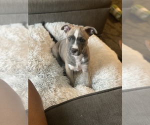 American Bulldog-Unknown Mix Puppy for sale in TEMPE, AZ, USA