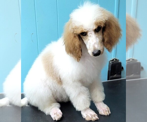 View Ad Poodle (Standard) Puppy for Sale near Kentucky, PADUCAH, USA