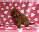 Small #2 Goldendoodle (Miniature)