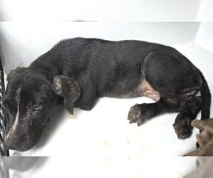 Labrador Retriever-Unknown Mix Dogs for adoption in Houston, TX, USA