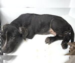 Small Labrador Retriever Mix