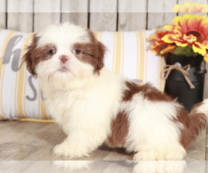 Shih Tzu Puppy for sale in MOUNT VERNON, OH, USA