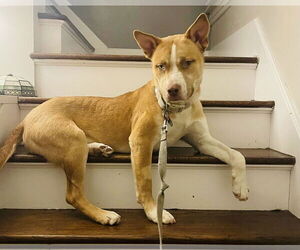 Dug - Male Siberian Husky-Unknown Mix Dog for Adoption - Photo #7