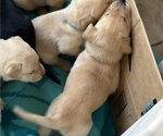 Small Photo #3 Labrador Retriever Puppy For Sale in OAKLEY, CA, USA