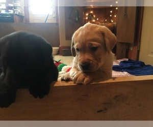 Labrador Retriever Puppy for sale in BLISSFIELD, MI, USA