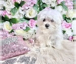 Small Photo #87 Maltese Puppy For Sale in HAYWARD, CA, USA