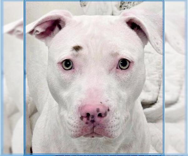 Medium Photo #2 American Pit Bull Terrier Puppy For Sale in Canfield, OH, USA
