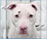 Small #1 American Pit Bull Terrier