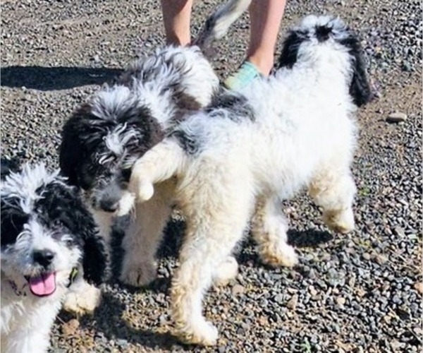 Medium Photo #4 Saint Berdoodle Puppy For Sale in BRUSH PRAIRIE, WA, USA