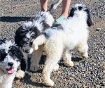 Small #3 Saint Berdoodle