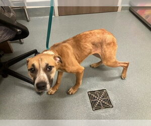 Black Mouth Cur-Unknown Mix Dogs for adoption in Baytown, TX, USA
