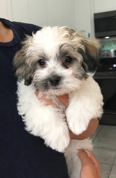 Medium Photo #1 Maltipoo Puppy For Sale in GAINESVILLE, FL, USA