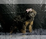 Small #8 Poodle (Toy)