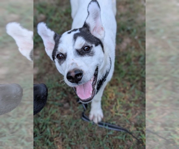 Medium Photo #5 Huskies -Unknown Mix Puppy For Sale in White Bluff, TN, USA