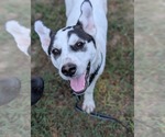 Small #4 Huskies  Mix