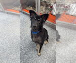 Small #11 Mutt