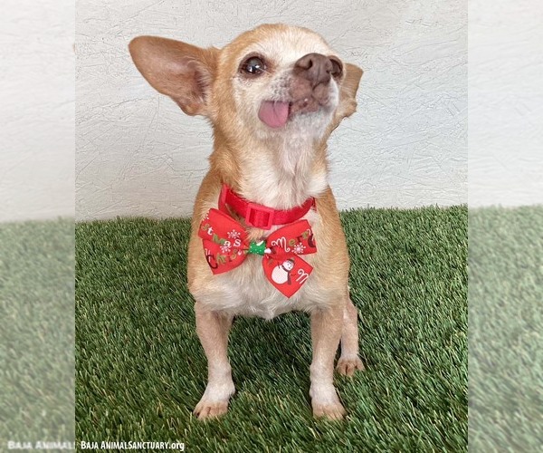 Medium Photo #3 Chihuahua-Unknown Mix Puppy For Sale in San Diego, CA, USA