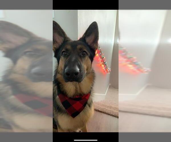 Medium Photo #1 German Shepherd Dog Puppy For Sale in San Antonio, TX, USA