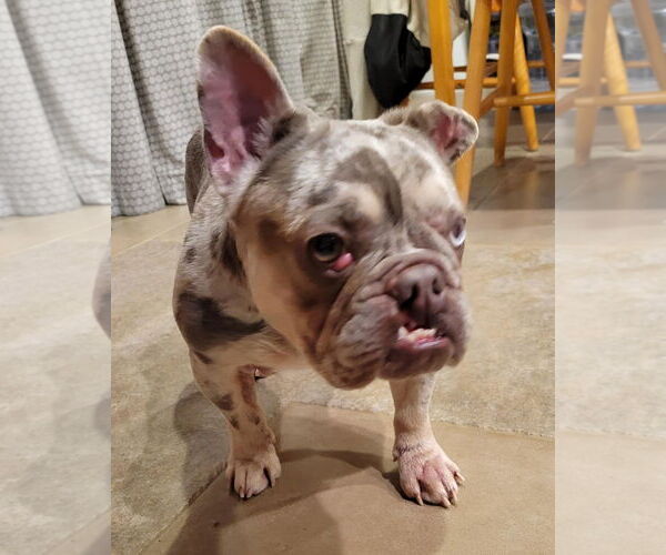 Medium Photo #11 French Bulldog-Unknown Mix Puppy For Sale in Corona, CA, USA