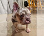 Small #10 French Bulldog Mix