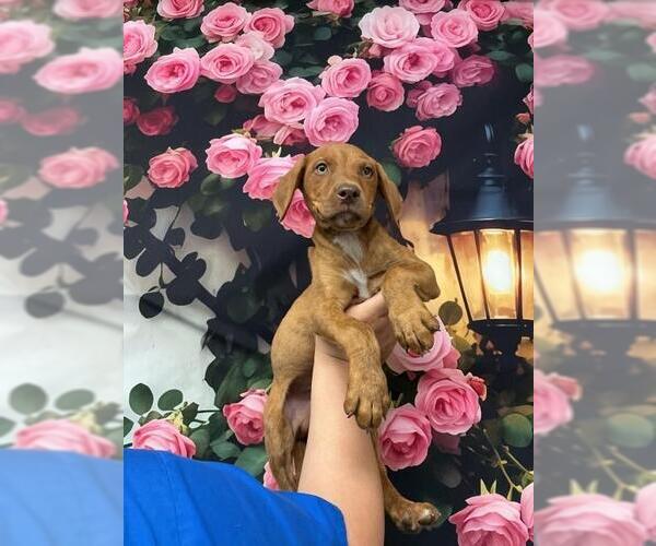 Medium Photo #1 Mutt Puppy For Sale in San Bernardino, CA, USA