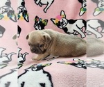 Small Photo #10 French Bulldog Puppy For Sale in SALEM, OR, USA