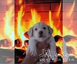 Small Photo #48 Labrador Retriever Puppy For Sale in POCAHONTAS, IL, USA