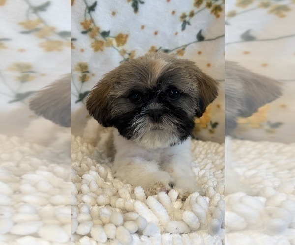 Medium Photo #1 Shih Tzu Puppy For Sale in MARTINSVILLE, IN, USA