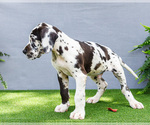 Small Photo #16 Great Dane Puppy For Sale in WAKARUSA, IN, USA