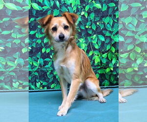 Mutt Dogs for adoption in Wetumpka, AL, USA