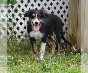 Border Collie Puppy for sale in DOUGLASS, KS, USA