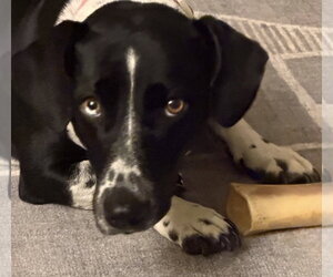 Sky - Female Basset Hound-Unknown Mix Dog for Adoption - Photo #3